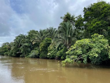 Cano Negro Vahşi Yaşam Sığınağı Nikaragua sınırına çok yakın bir yerde. Kosta Rika 'da doğa severler cenneti