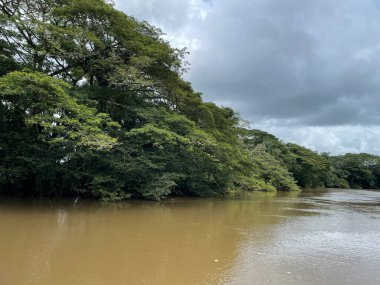 Cano Negro Vahşi Yaşam Sığınağı Nikaragua sınırına çok yakın bir yerde. Kosta Rika 'da doğa severler cenneti