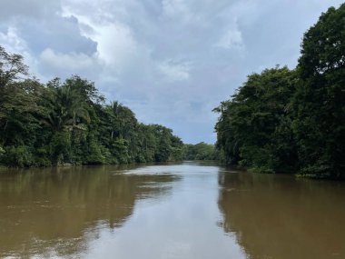 Cano Negro Vahşi Yaşam Sığınağı Nikaragua sınırına çok yakın bir yerde. Kosta Rika 'da doğa severler cenneti
