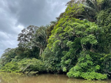 Cano Negro Vahşi Yaşam Sığınağı Nikaragua sınırına çok yakın bir yerde. Kosta Rika 'da doğa severler cenneti