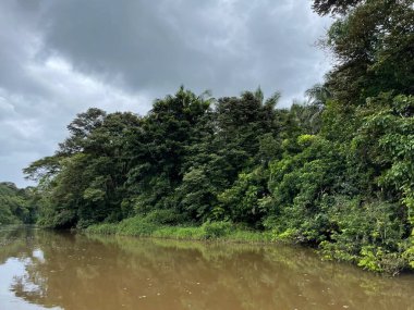 Cano Negro Vahşi Yaşam Sığınağı Nikaragua sınırına çok yakın bir yerde. Kosta Rika 'da doğa severler cenneti