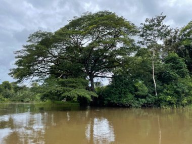 Cano Negro Vahşi Yaşam Sığınağı Nikaragua sınırına çok yakın bir yerde. Kosta Rika 'da doğa severler cenneti