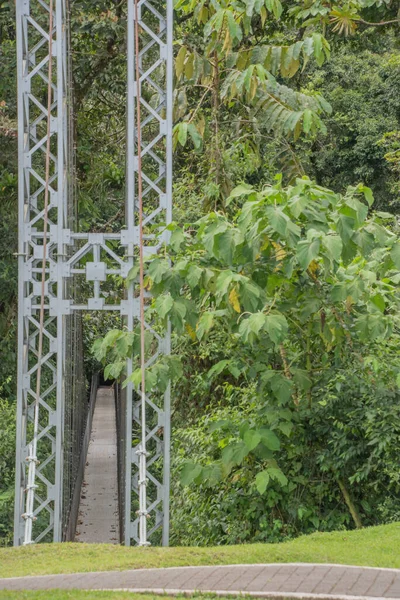 Tierbeobachtung Von Einer Hängebrücke Regenwald Costa Ricas — Stockfoto