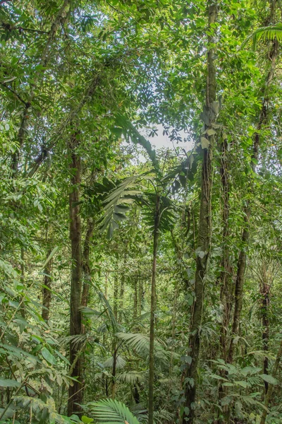 More Rain More Green Vegetation Rainy Season Costa Rica Paradise — Stock Photo, Image