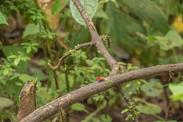 Kosta Rika 'da tipik renklere sahip zehirli ok kurbağası