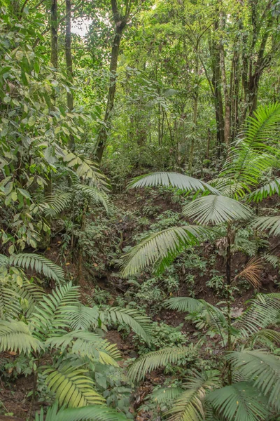 More Rain More Green Vegetation Rainy Season Costa Rica Paradise — Stock Photo, Image