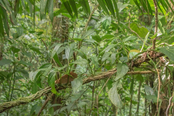 Kosta Rika 'da yağmur mevsiminde daha çok yağmur ama daha çok yeşillik. Burası doğa severler için bir cennet.