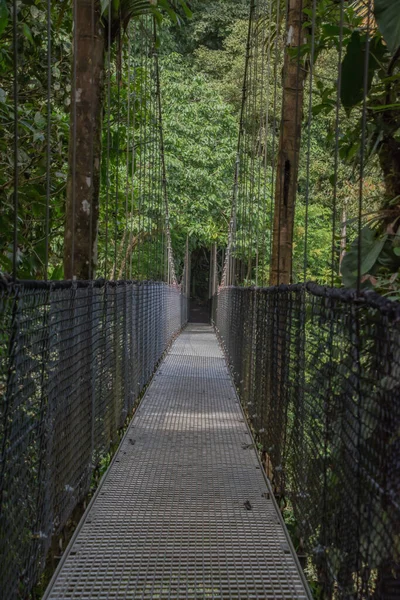 Kosta Rika yağmur ormanlarındaki asılı bir köprüden izleyen bir hayvan.
