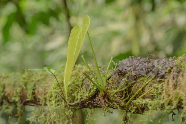 Más Lluvia Pero Más Vegetación Verde Temporada Lluvias Costa Rica — Foto de Stock