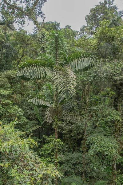 Más Lluvia Pero Más Vegetación Verde Temporada Lluvias Costa Rica — Foto de Stock