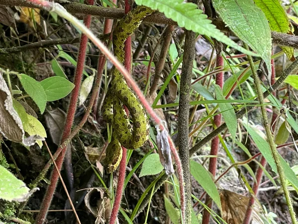Tierbeobachtungstour Costa Rica Regenwald — Stockfoto