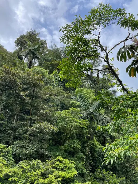 Kosta Rika 'da yağmur mevsiminde daha çok yağmur ama daha çok yeşillik. Burası doğa severler için bir cennet.