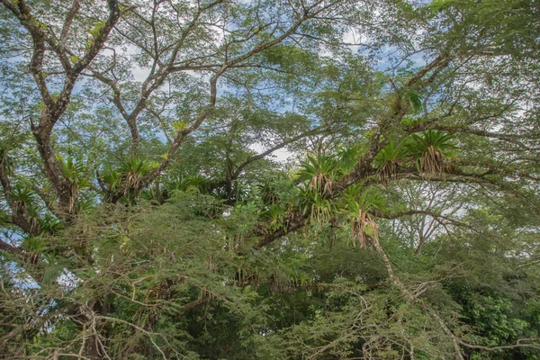 Cano Negro Vahşi Yaşam Sığınağı Nikaragua sınırına çok yakın bir yerde. Kosta Rika 'da doğa severler cenneti