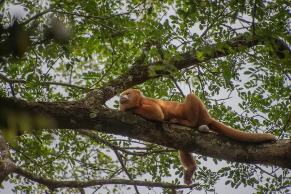 Cano Zenci Vahşi Yaşam Sığınağı, Kosta Rika 'da kuşları, hayvanları ve maymunları gözlemleyebileceğiniz yer.