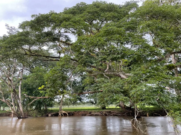 Cano Zenci Vahşi Yaşam Sığınağı, Kosta Rika 'da kuşları ve hayvanları gözlemleyebileceğiniz yer.