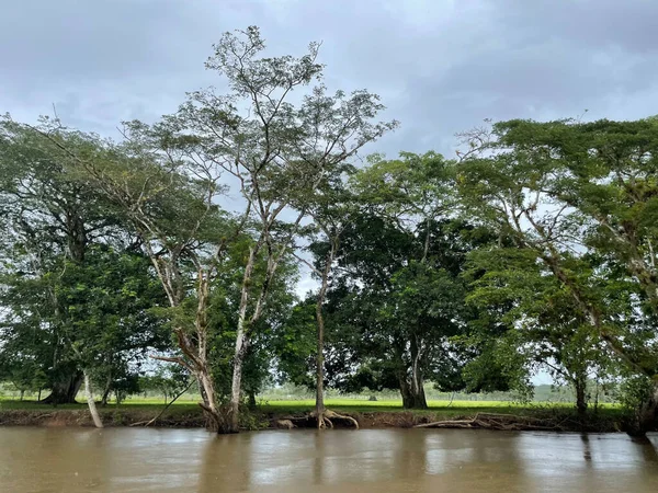 Cano Zenci Vahşi Yaşam Sığınağı, Kosta Rika 'da kuşları ve hayvanları gözlemleyebileceğiniz yer.