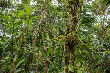 Kosta Rika 'da yağmur mevsiminde daha çok yağmur ama daha çok yeşillik. Burası doğa severler için bir cennet.
