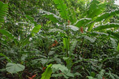 Kosta Rika 'da yağmur mevsiminde daha çok yağmur ama daha çok yeşillik. Burası doğa severler için bir cennet.