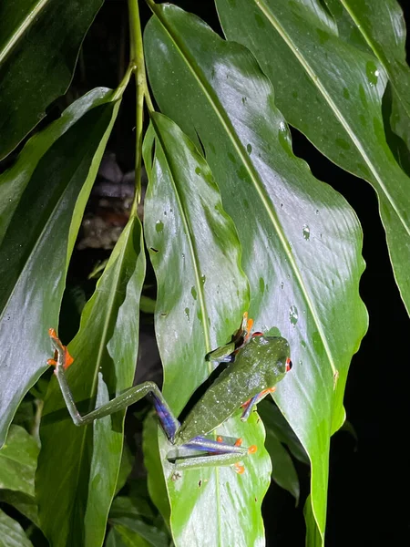 Red Eyed Tree Frog Native Neotropical Rainforests —  Fotos de Stock