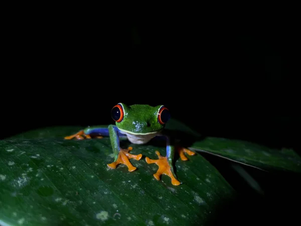 Red Eyed Tree Frog Native Neotropical Rainforests —  Fotos de Stock