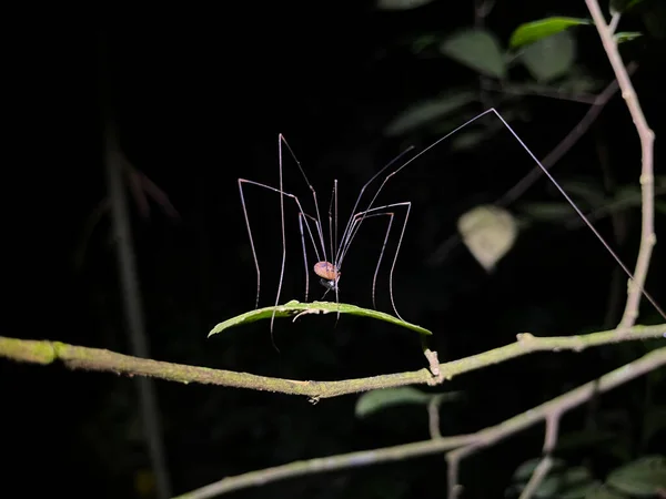 Spider Nightlife Rainforest — Fotografia de Stock