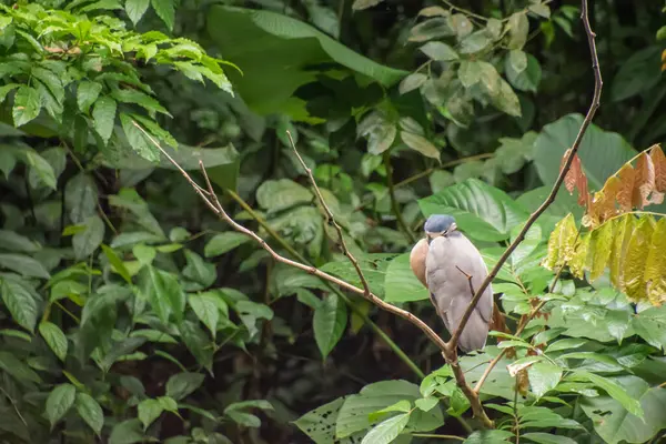Costa Rica Tiene Increíble Recuento Especies Aves Por Que Lugar — Foto de Stock