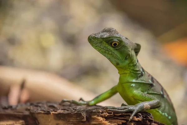 Female Jesus Christ lizard is able to run on the surface of water