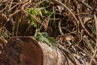 Erkek Hz. İsa kertenkelesi suyun yüzeyinde koşabilir.