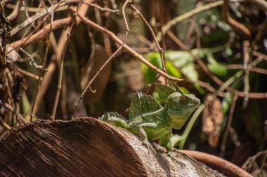 Erkek Hz. İsa kertenkelesi suyun yüzeyinde koşabilir.
