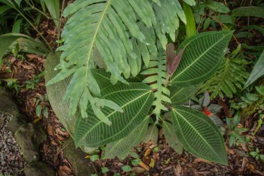 Kosta Rika 'da yağmur mevsiminde daha çok yağmur ama daha çok yeşillik. Burası doğa severler için bir cennet.