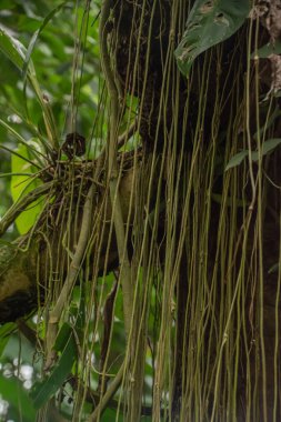 Kosta Rika 'da yağmur mevsiminde daha çok yağmur ama daha çok yeşillik. Burası doğa severler için bir cennet.
