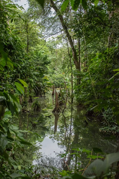 Kosta Rika 'da yağmur mevsiminde daha çok yağmur ama daha çok yeşillik. Burası doğa severler için bir cennet.