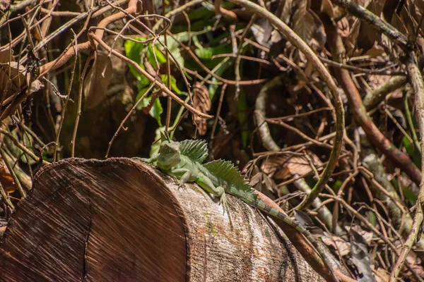 Erkek Hz. İsa kertenkelesi suyun yüzeyinde koşabilir.