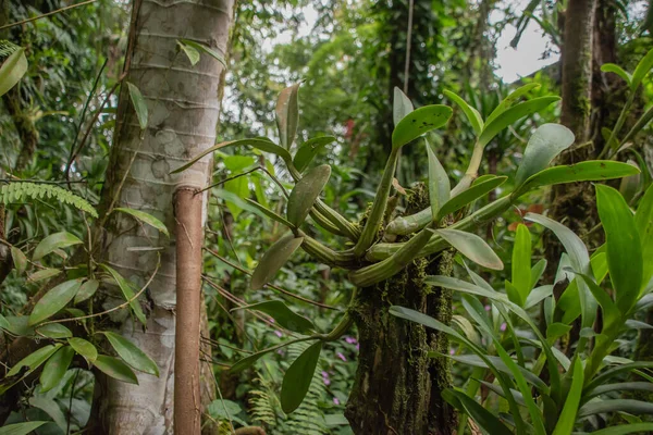 Kolorowa Fauna Różnorodność Biologiczna Kostaryce 1400 Rodzajów Dzikich Storczyków Można — Zdjęcie stockowe