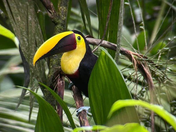 Leven Meestal Laagland Tropen Afgenomen Costa Rica — Stockfoto