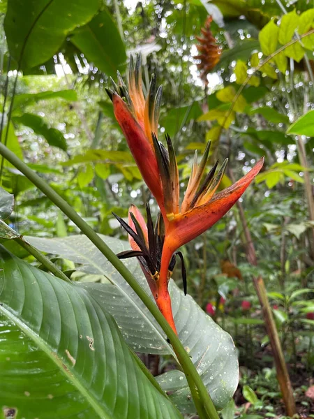 Pluie Mais Végétation Verte Pendant Saison Des Pluies Costa Rica — Photo