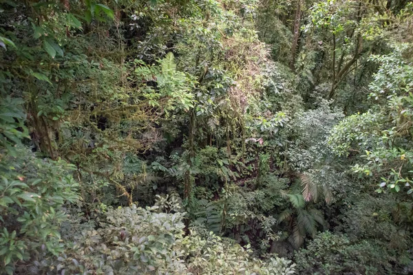 More Rain More Green Vegetation Rainy Season Costa Rica Paradise — Stock Photo, Image