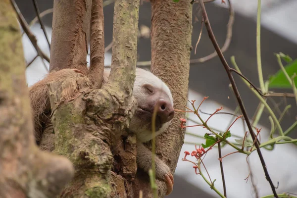 Sloths Costa Rica Animal Rescue Center Sloth Sanctuary Rescue Rehabilitation — Stock Photo, Image