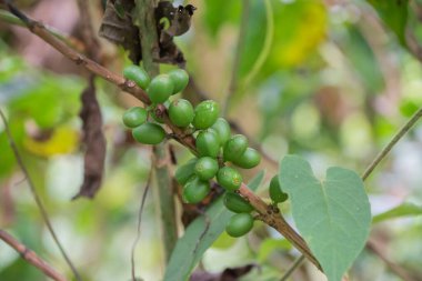 Kosta Rika yüksek kaliteli kahvesi ile ünlüdür.