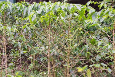 Kosta Rika yüksek kaliteli kahvesi ile ünlüdür.