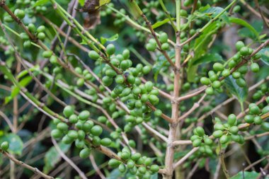 Kosta Rika yüksek kaliteli kahvesi ile ünlüdür.