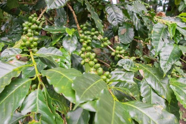 Costa Rica is famous for its high quality coffee