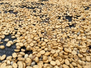 Kosta Rika yüksek kaliteli kahvesi ile ünlüdür.