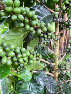 Kosta Rika yüksek kaliteli kahvesi ile ünlüdür.