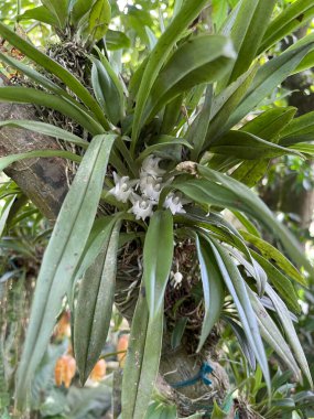 Kosta Rika 'da renkli hayvanlar ve biyolojik çeşitlilik. Sadece Monteverde 'de 500 çeşit vahşi orkide bulunabilir.
