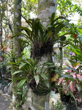 Kosta Rika 'da renkli hayvanlar ve biyolojik çeşitlilik. Sadece Monteverde 'de 500 çeşit vahşi orkide bulunabilir.