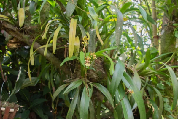 Kolorowa Fauna Różnorodność Biologiczna Kostaryce 500 Rodzajów Dzikich Storczyków Można — Zdjęcie stockowe