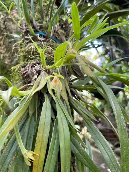 Красочная Фауна Биоразнообразие Коста Рике 500 Видов Диких Орхидей Можно — стоковое фото
