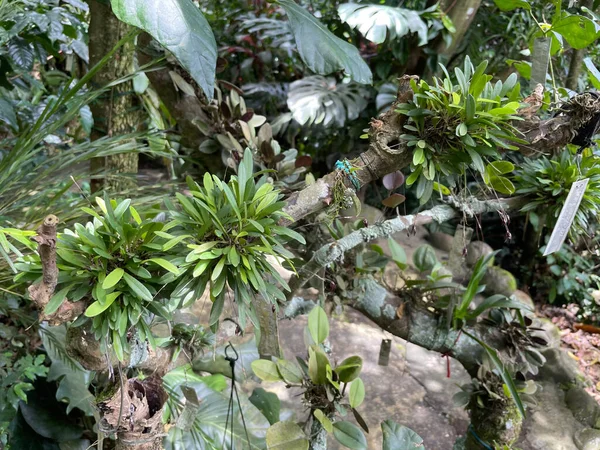 Meer Regen Maar Meer Groene Vegetatie Het Regenseizoen Costa Rica — Stockfoto