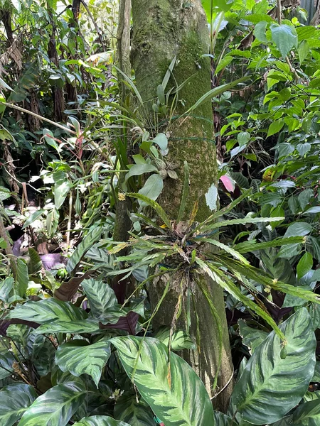 Colorful Fauna Biodiversity Costa Rica 500 Types Wild Orchids Can —  Fotos de Stock